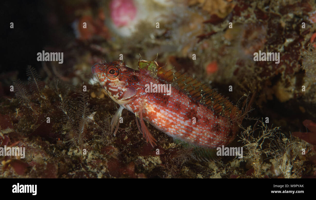 Alloclinus holderi, Island kelpfish Stock Photo