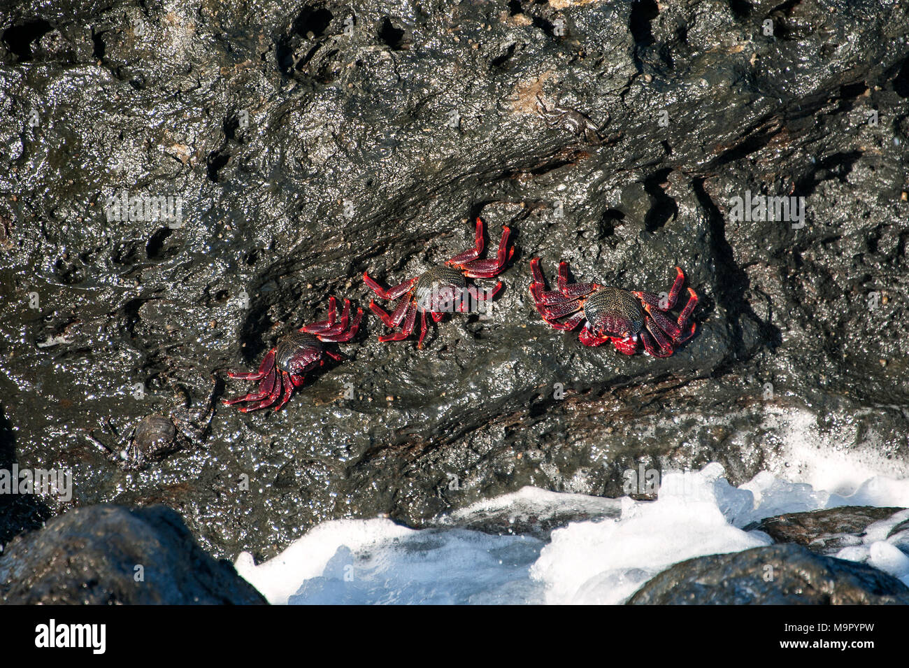 Red rock crabs (Grapsus grapsus) on rocks, coast near San Juan de La Rambla, Tenerife, Spain Stock Photo