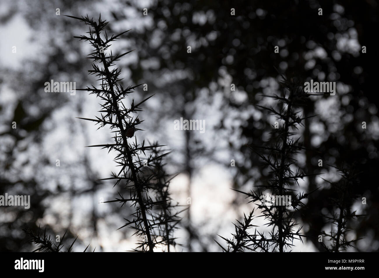 Abstract detail of a dry thorny plant at sundown Stock Photo