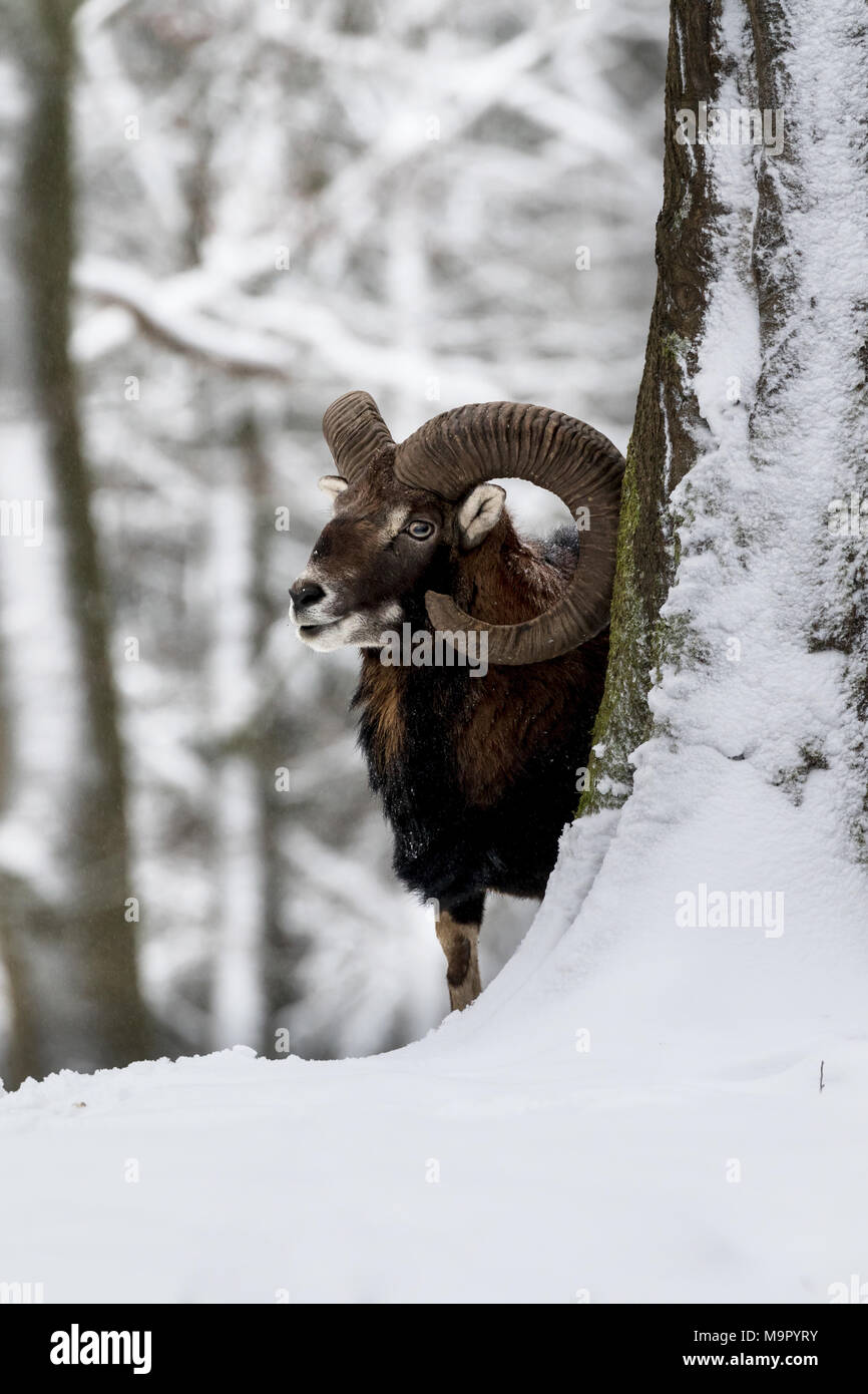 European mouflon (Ovis orientalis musimon) behind tree in the snow, Aries, Vulkaneifel, Rhineland-Palatinate, Germany Stock Photo