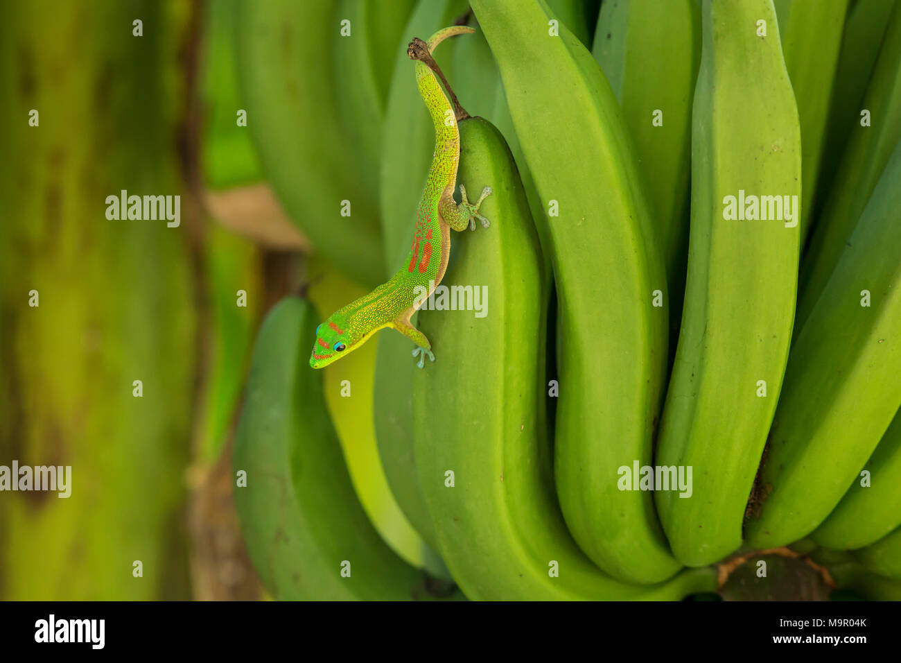 A colorful Gecko on a bunch of green Bananas Stock Photo Alamy
