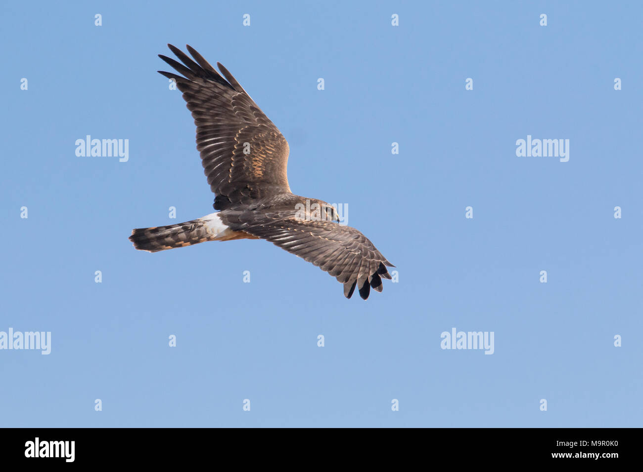 Harrier Marsh Hawk High Resolution Stock Photography and Images - Alamy