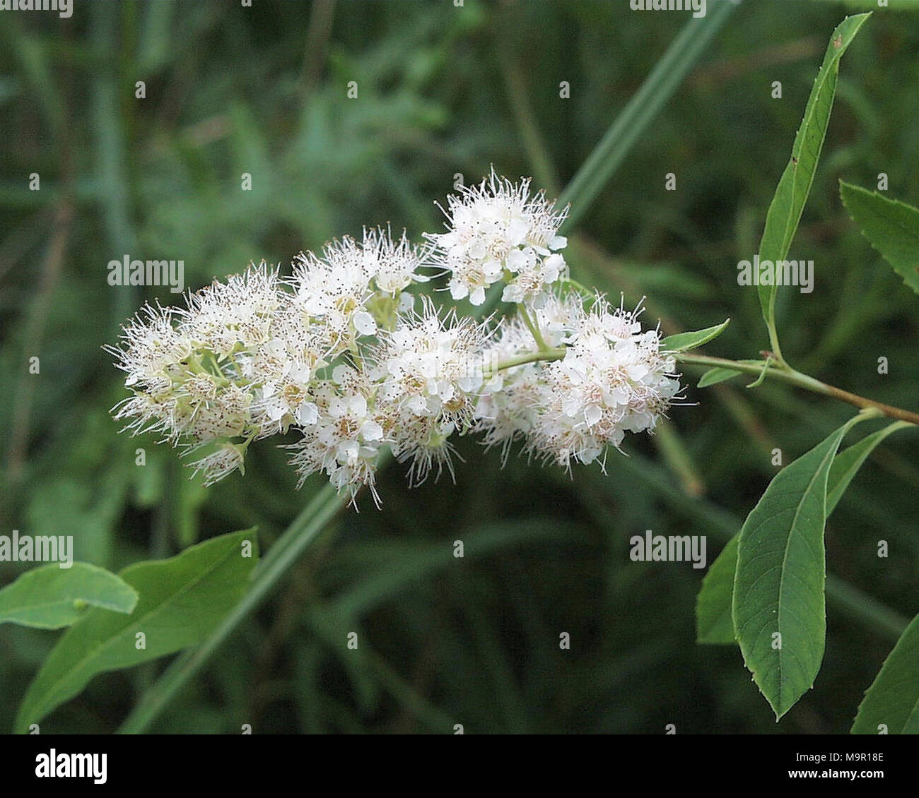 Choke Cherry. Choke Cherry Stock Photo Alamy