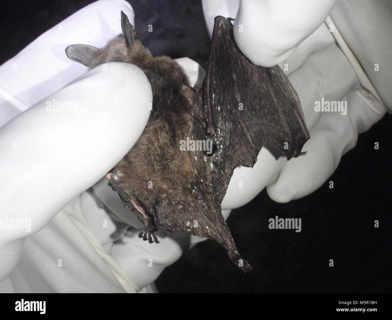 dead Northern long-eared bat with WNS. dead Northern long-eared bat with WNS Stock Photo