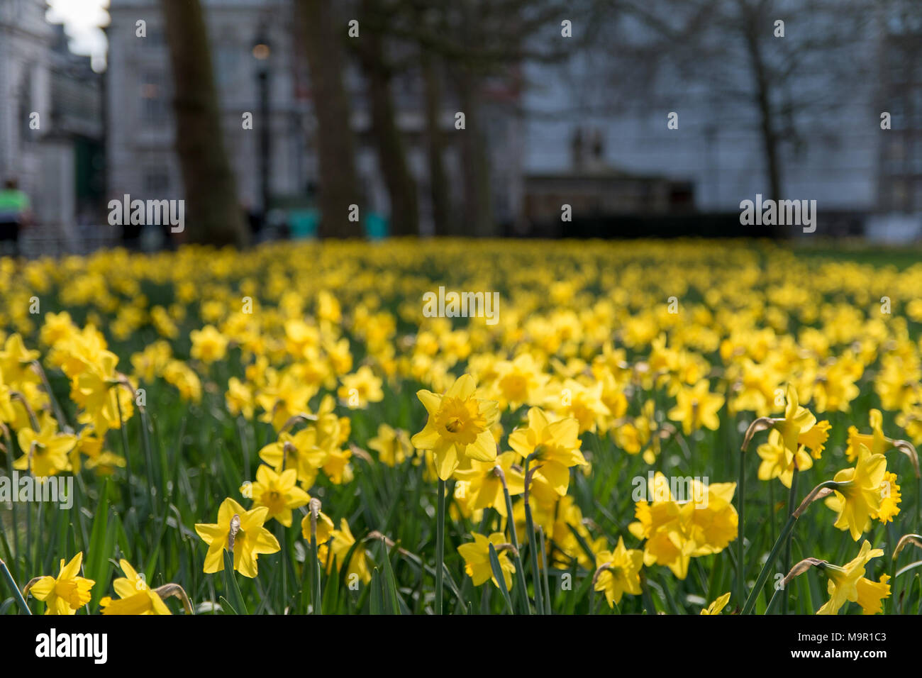 Yellow Daffodils flowers in St James Park London during Spring Stock Photo