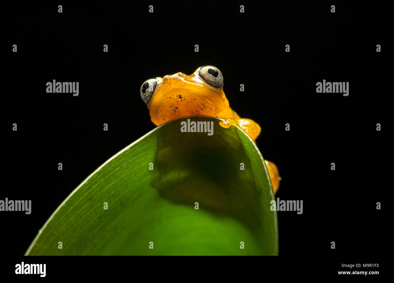 Poison dart frog (Boophis pyrrhus), Andasibe National Park, Madagascar Stock Photo