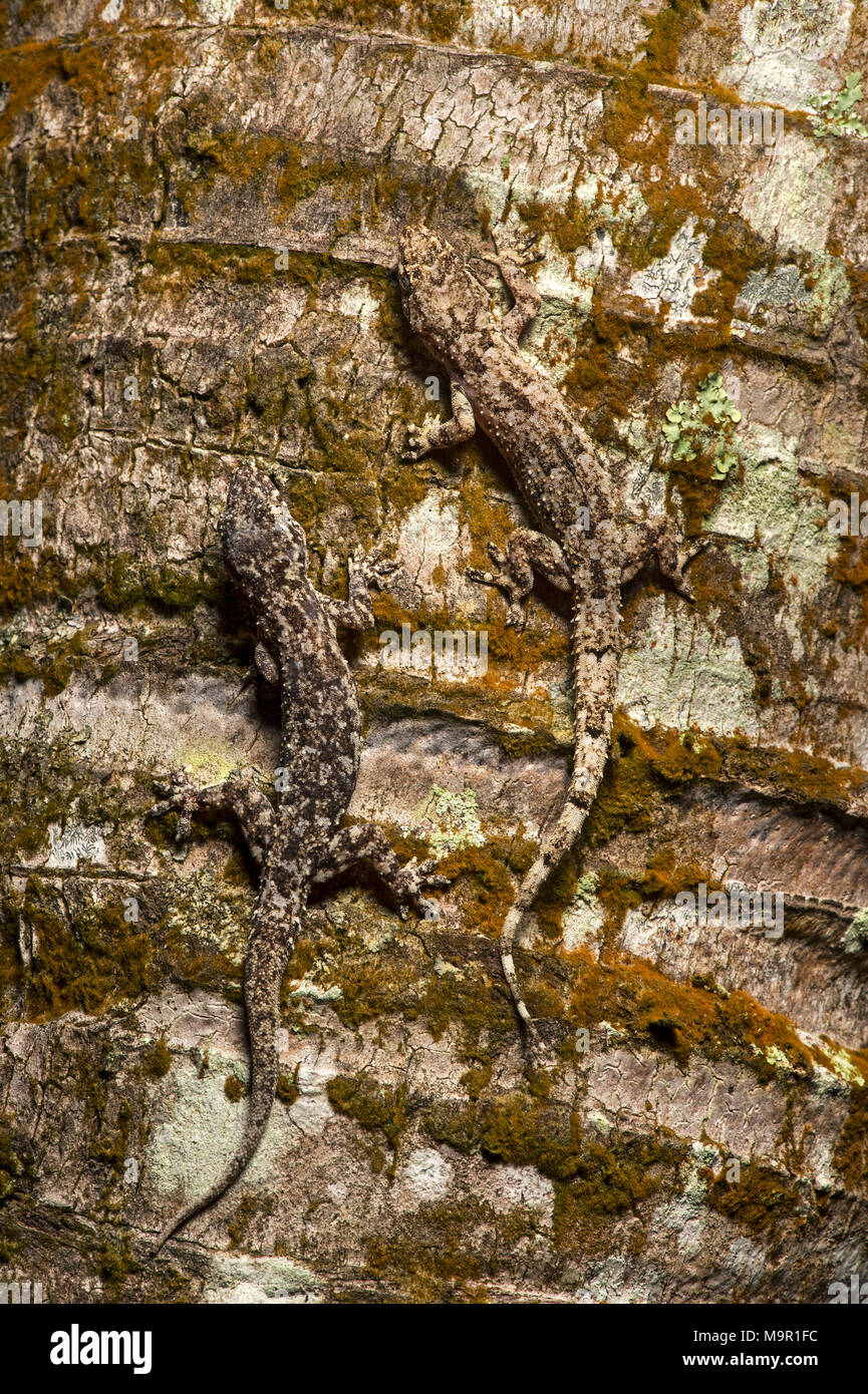 Two house geckos (Hemidactylus mercatorius) camouflaged on tree bark