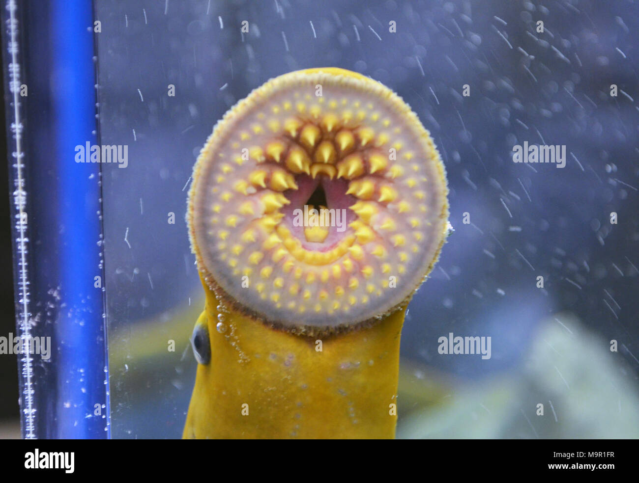 Duluth Boat Show Sea Lamprey Booth. Duluth Boat Show Sea Lamprey