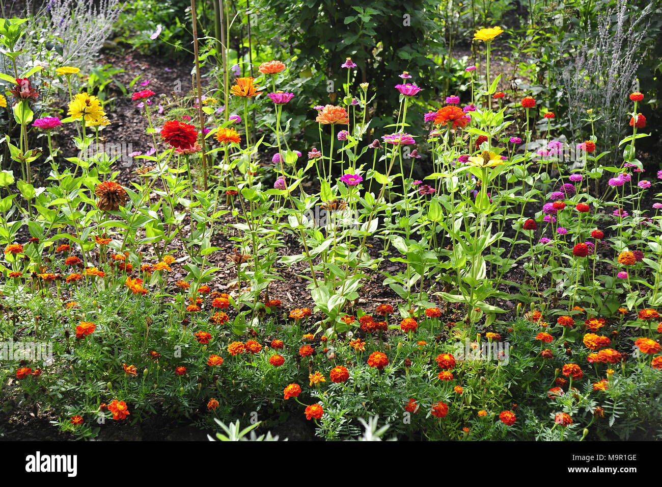 Flower garden with zinnias (Zinnia) and with Marigolds (Tagetes), Baden-Württemberg, Germany Stock Photo