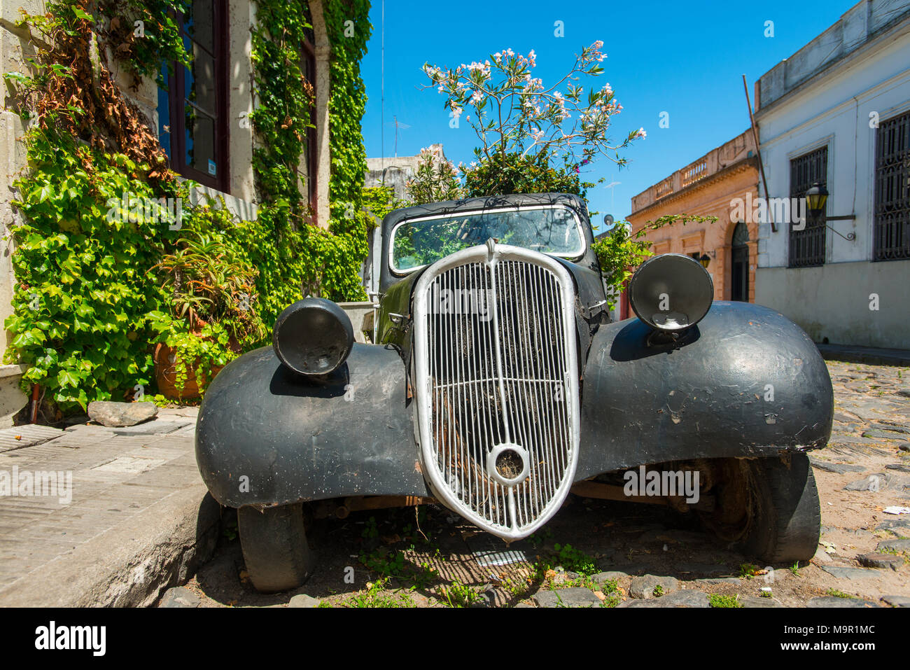 Car wreck of an oldtimer overgrown with flowering plants, Colonia del Sacramento, Uruguay Stock Photo