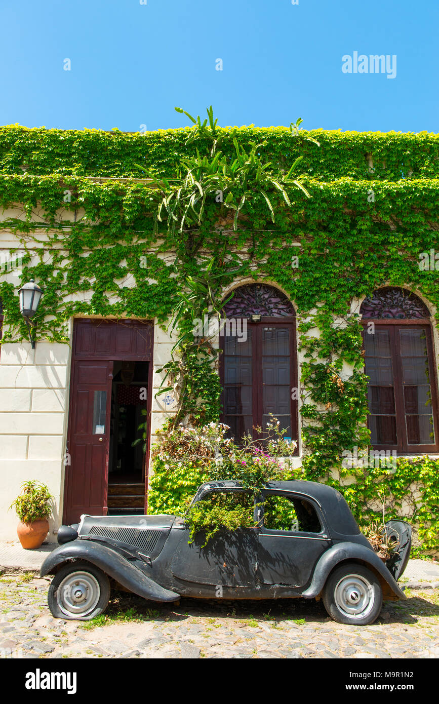 Car wreck of an oldtimer overgrown with plants, Colonia del Sacramento, Uruguay Stock Photo