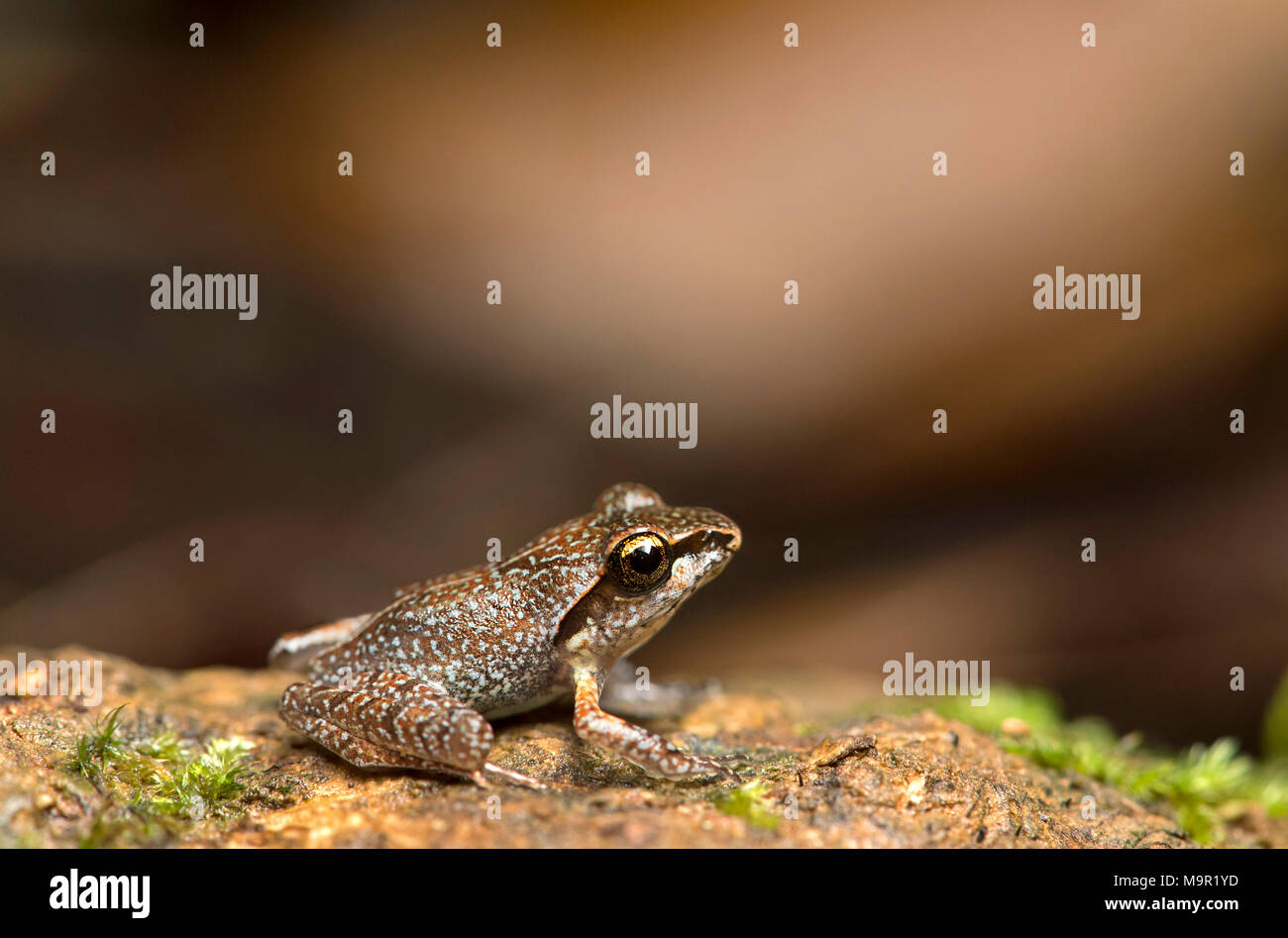 Boulenger's Madagascar Frog (Gephyromantis boulengeri), Andasibe National Park, Madagascar Stock Photo