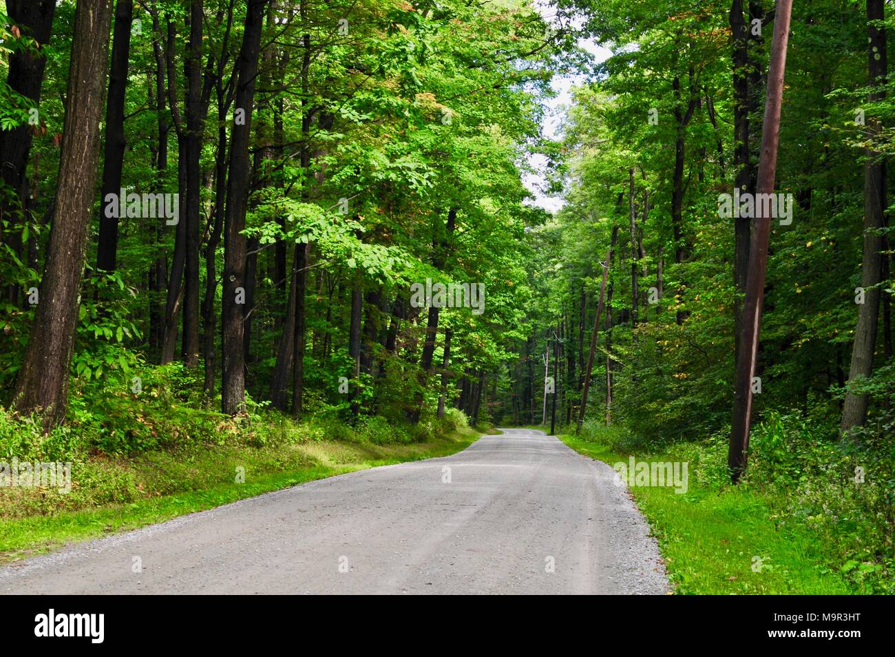 Seemingly endless rural road through a forest in summer. Stock Photo