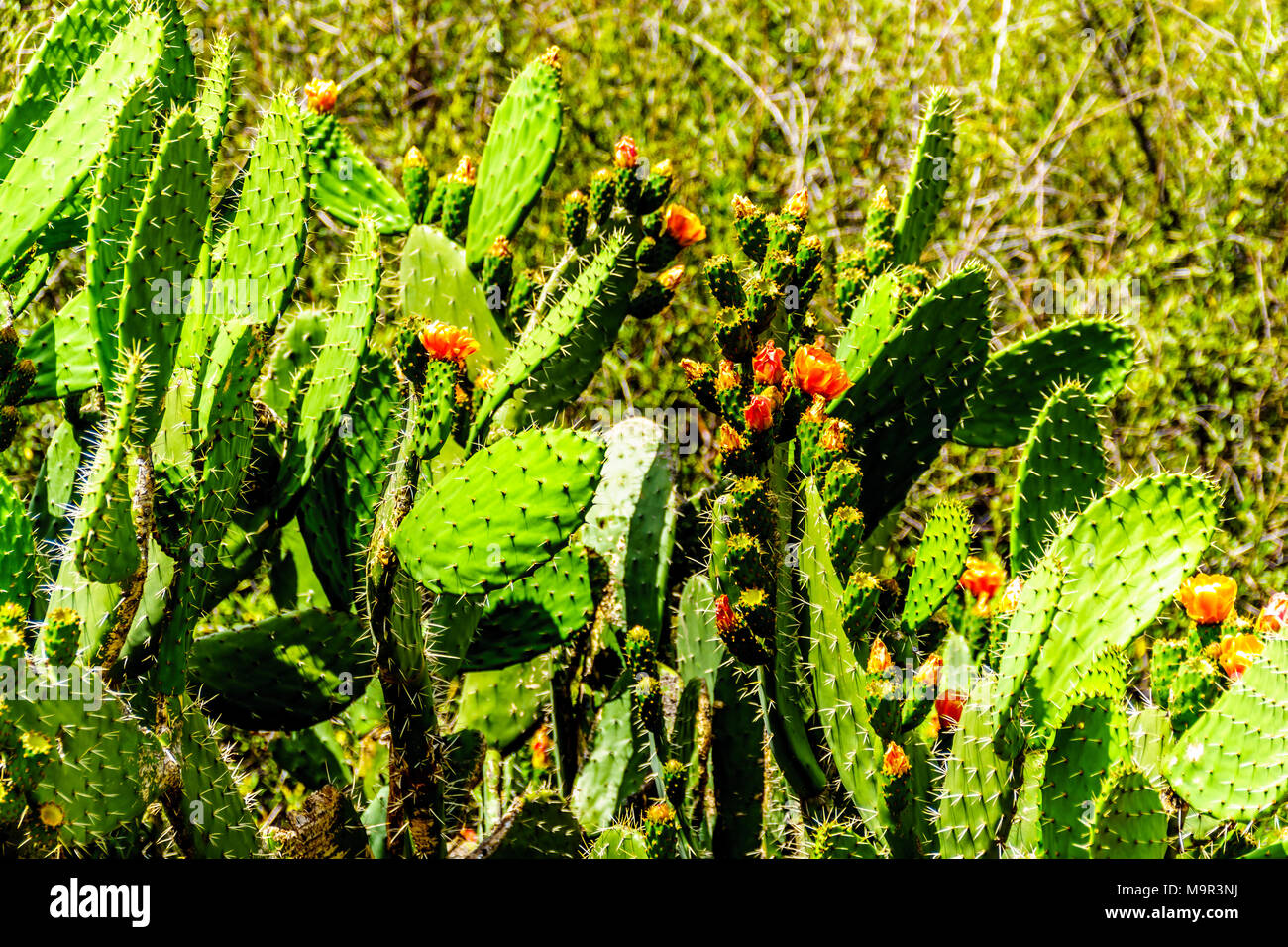 Little prickly pear cactus hires stock photography and images Alamy