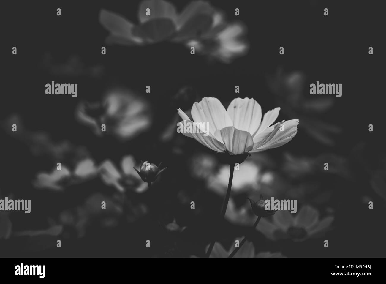 Dahlia blossom detail Black and White Stock Photos & Images - Alamy