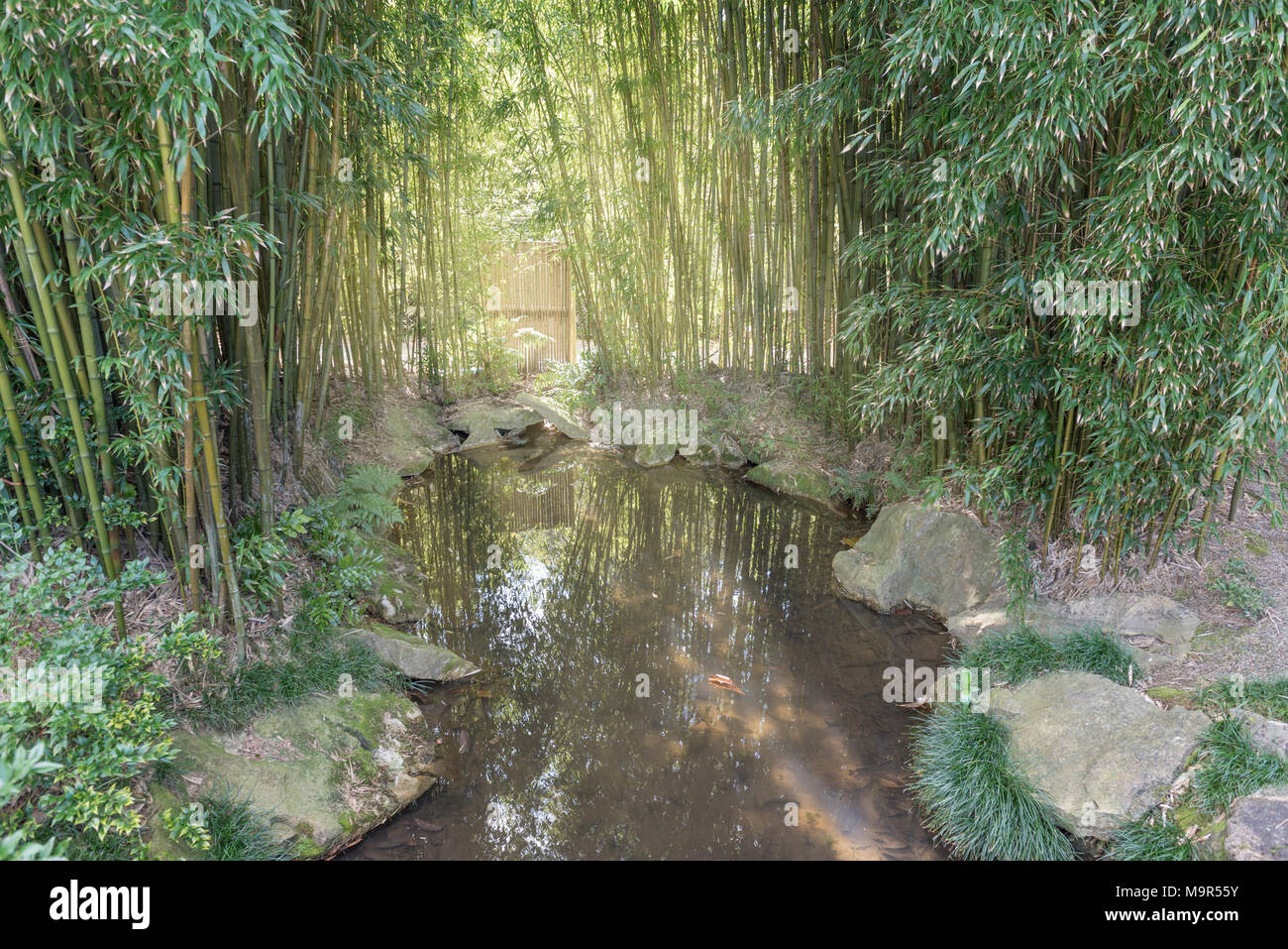 Bamboo grove backlight by sunlight around a small pond Stock Photo Alamy