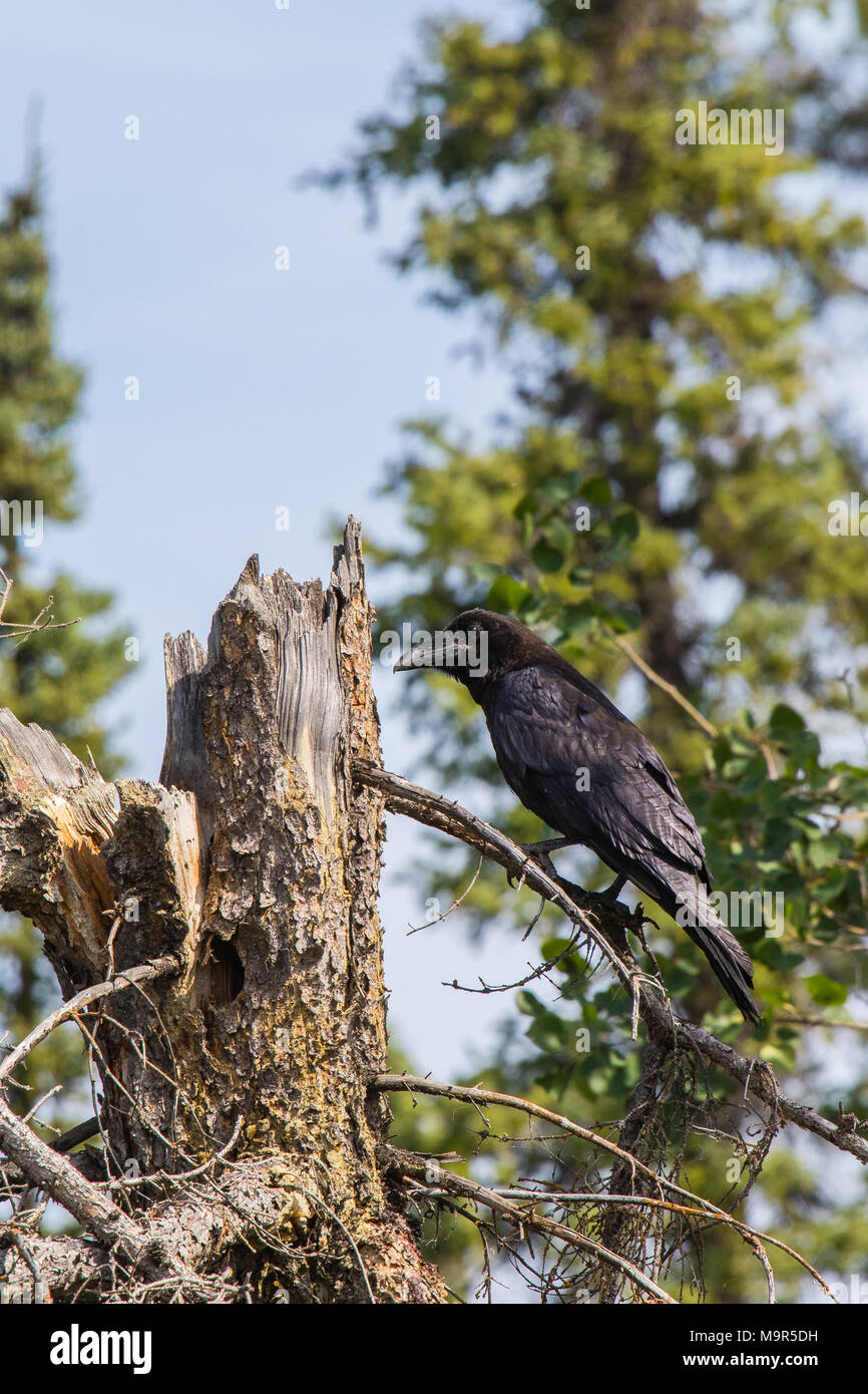 Common Raven (Corvus corax) in Northwest Territories NWT of Canada Stock Photo