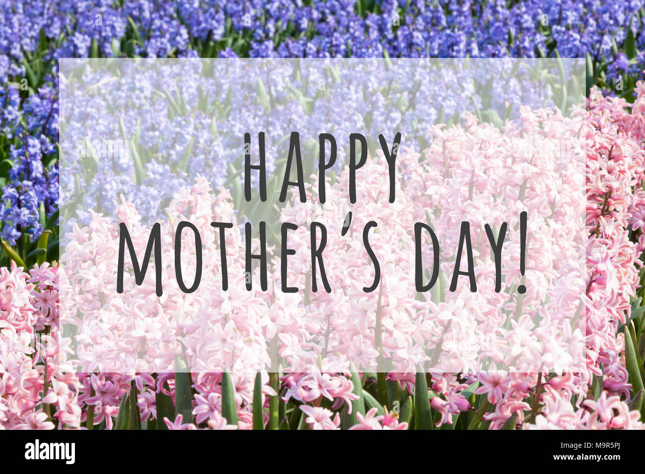 Happy mothers day text on blurred flowers background Stock Photo - Alamy