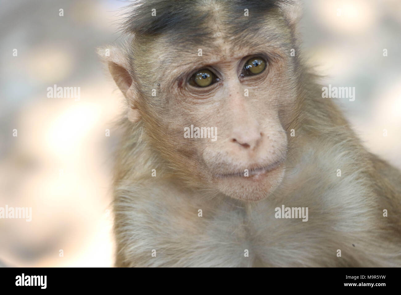 Macaque, Monkey Stock Photo Alamy