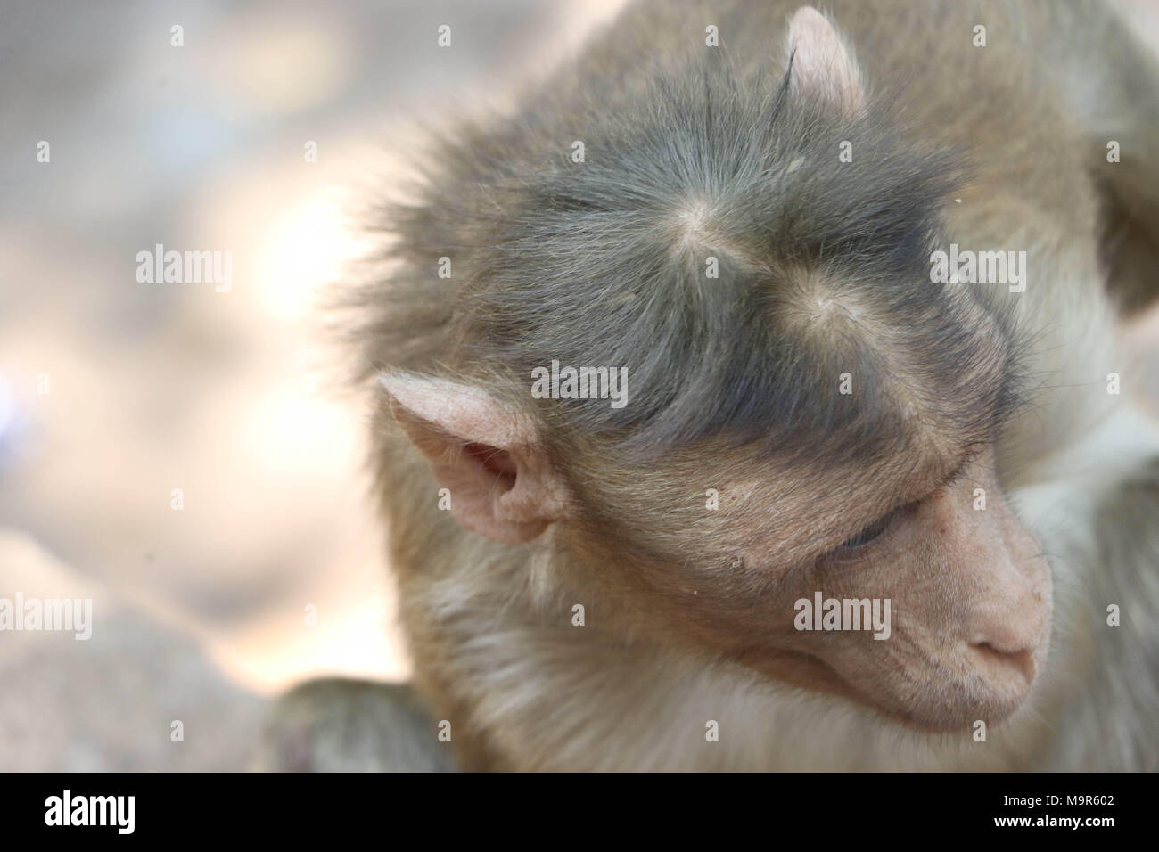 Macaque, Monkey Stock Photo Alamy