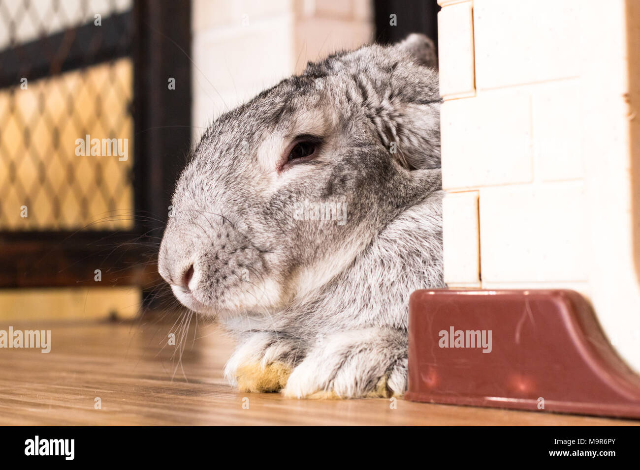 flemish giant rabbit cost