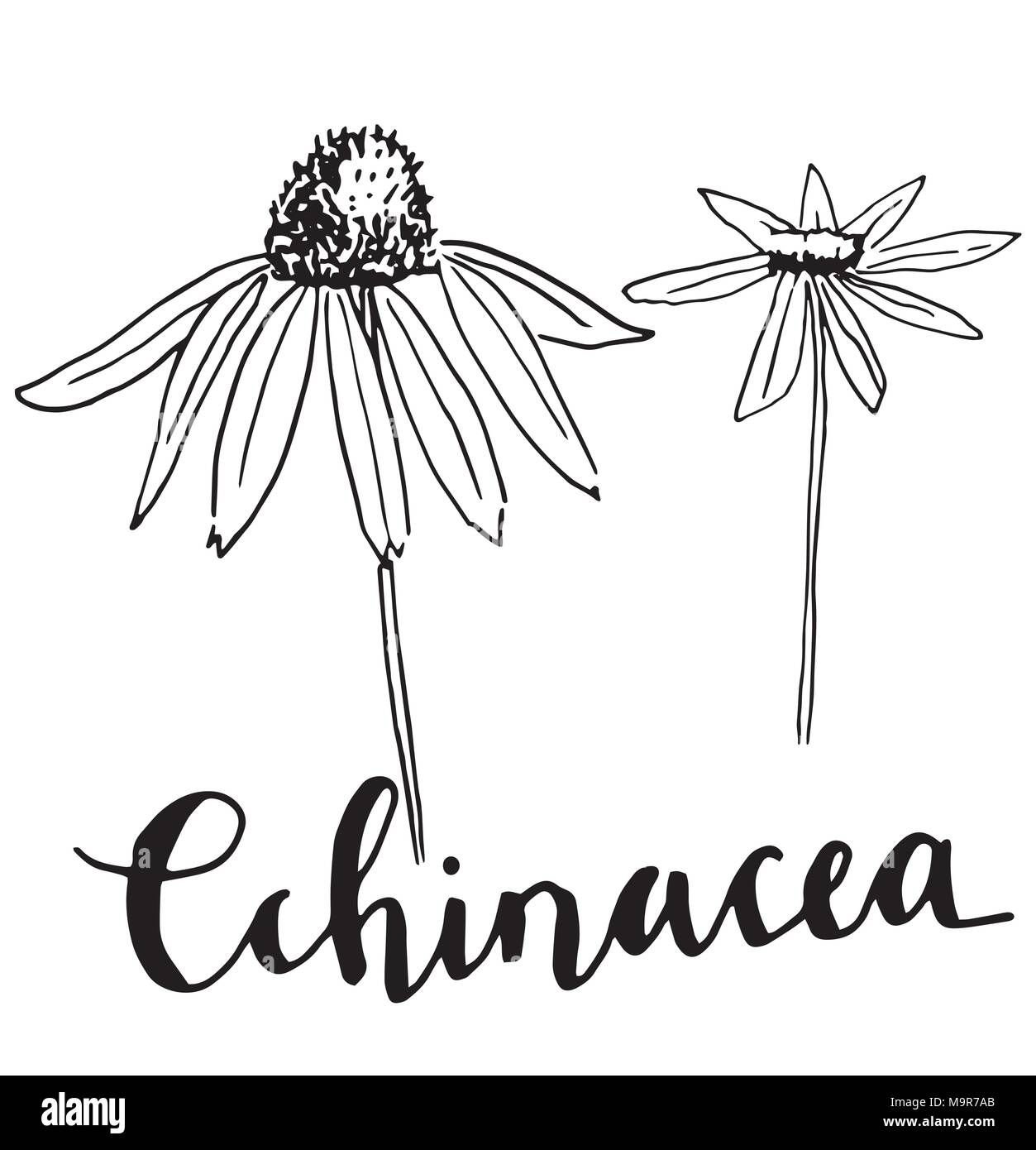 Vector hand drawn echinacea illustration Stock Vector Image & Art Alamy