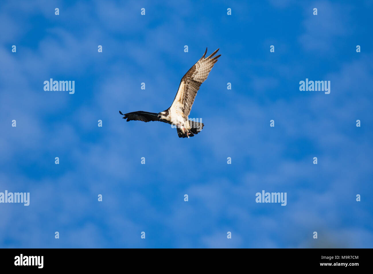 The Osprey (Pandion haliaetus), sometimes known as the sea hawk, fish