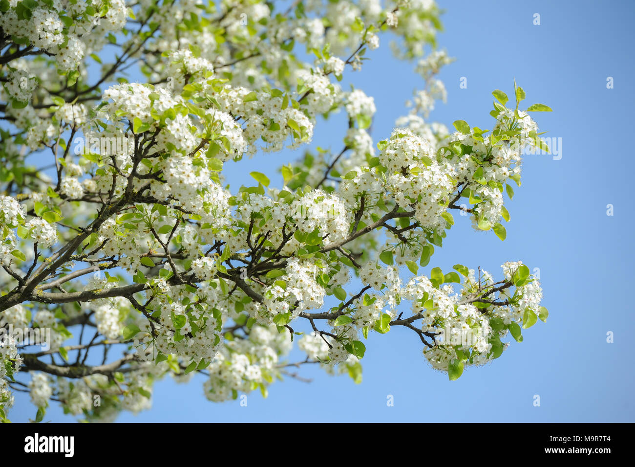 Cherry blossom-Spring Stock Photo