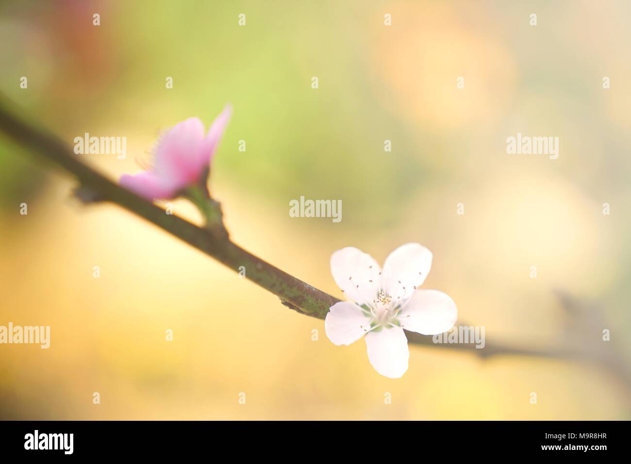Chinese plum flower hires stock photography and images Alamy