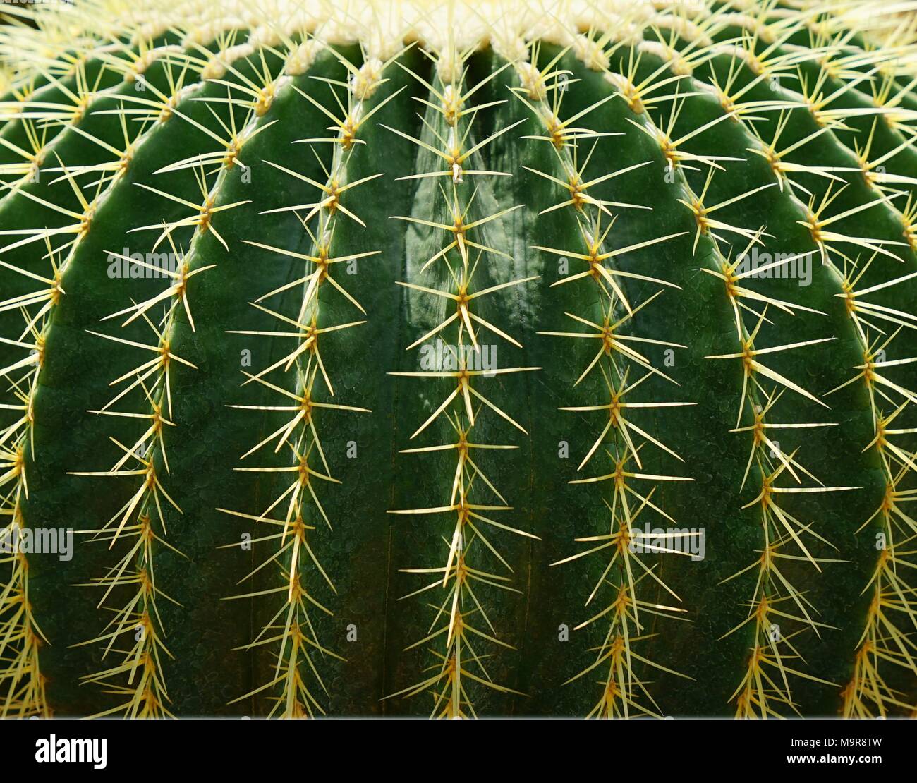 Group of golden ball cactus or Echinopsis cactus plants Stock Photo