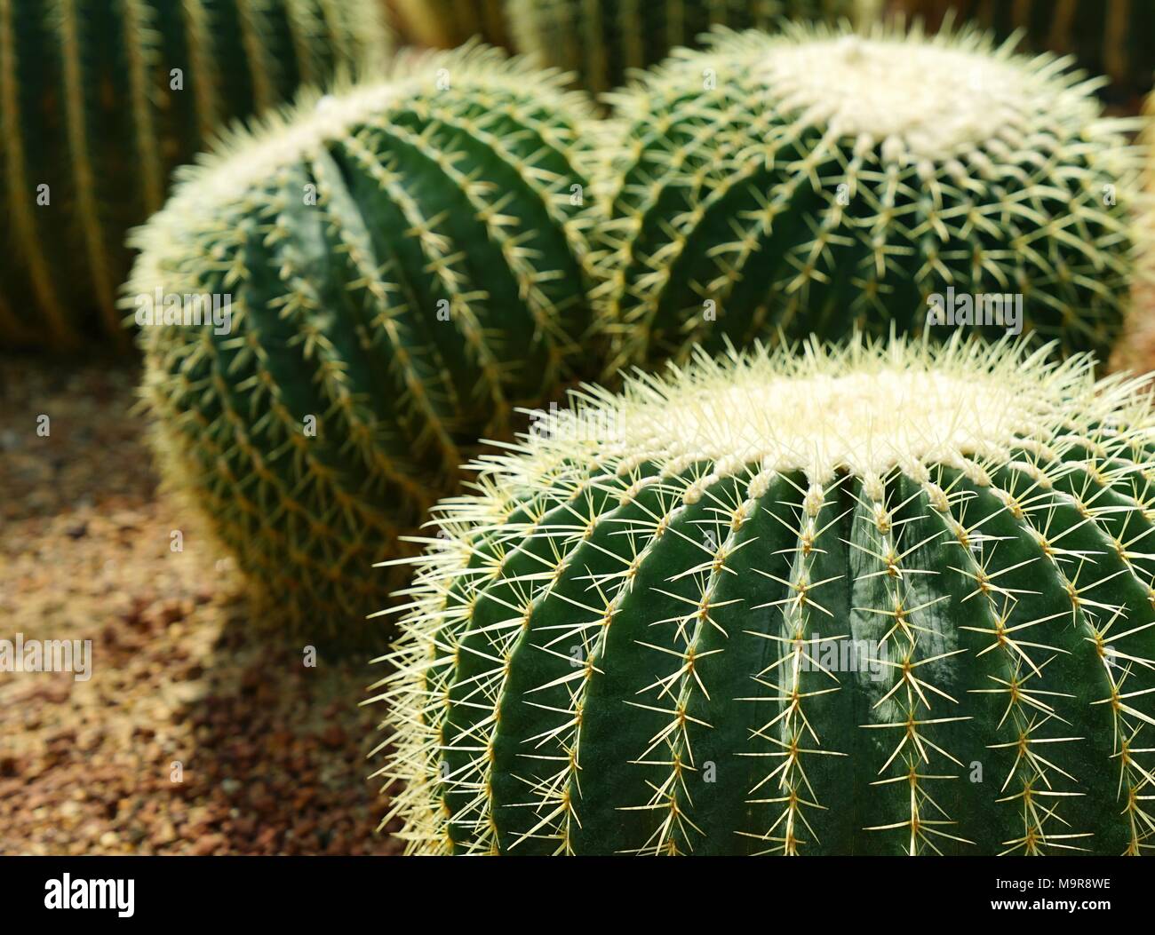 Group of golden ball cactus or Echinopsis cactus plants Stock Photo