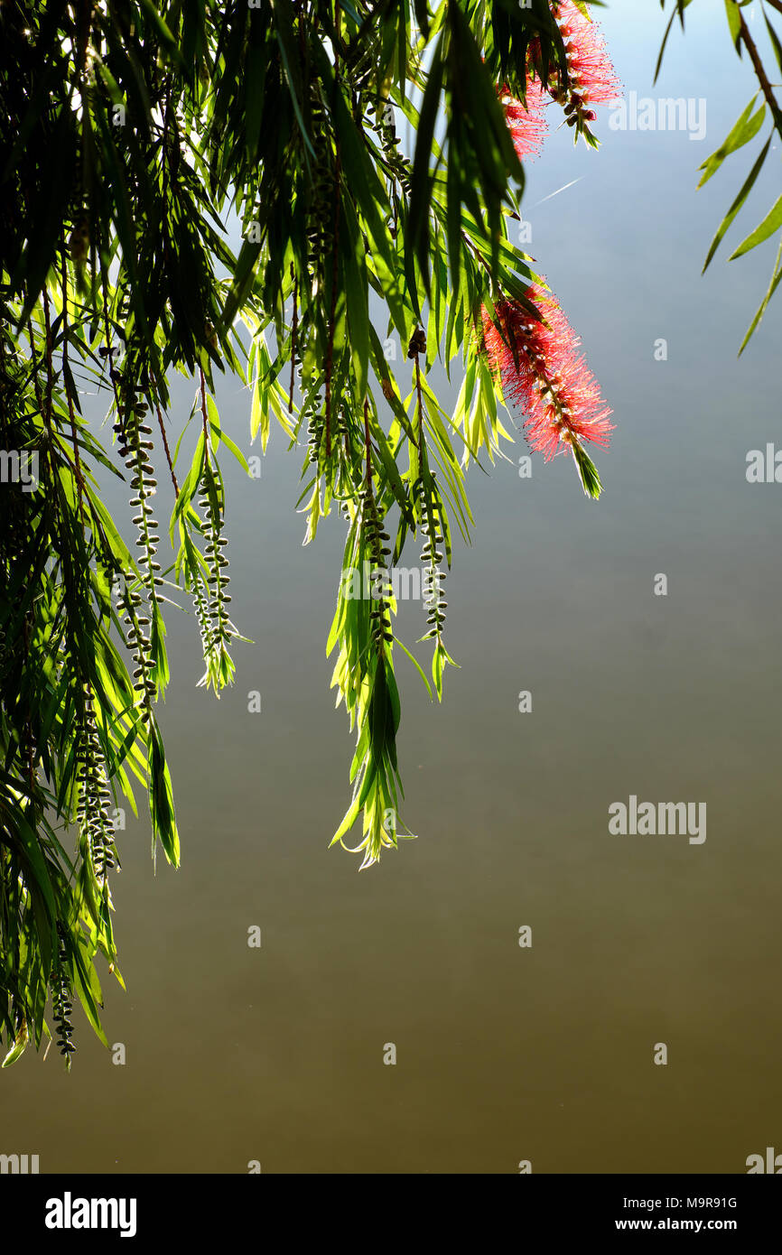 Beautiful Willow Tree Blossom Red Flower Along Than Tho Lake Da Lat City Vietnam In Morning Branch Of Tree Weeping On Water In Spring Stock Photo Alamy