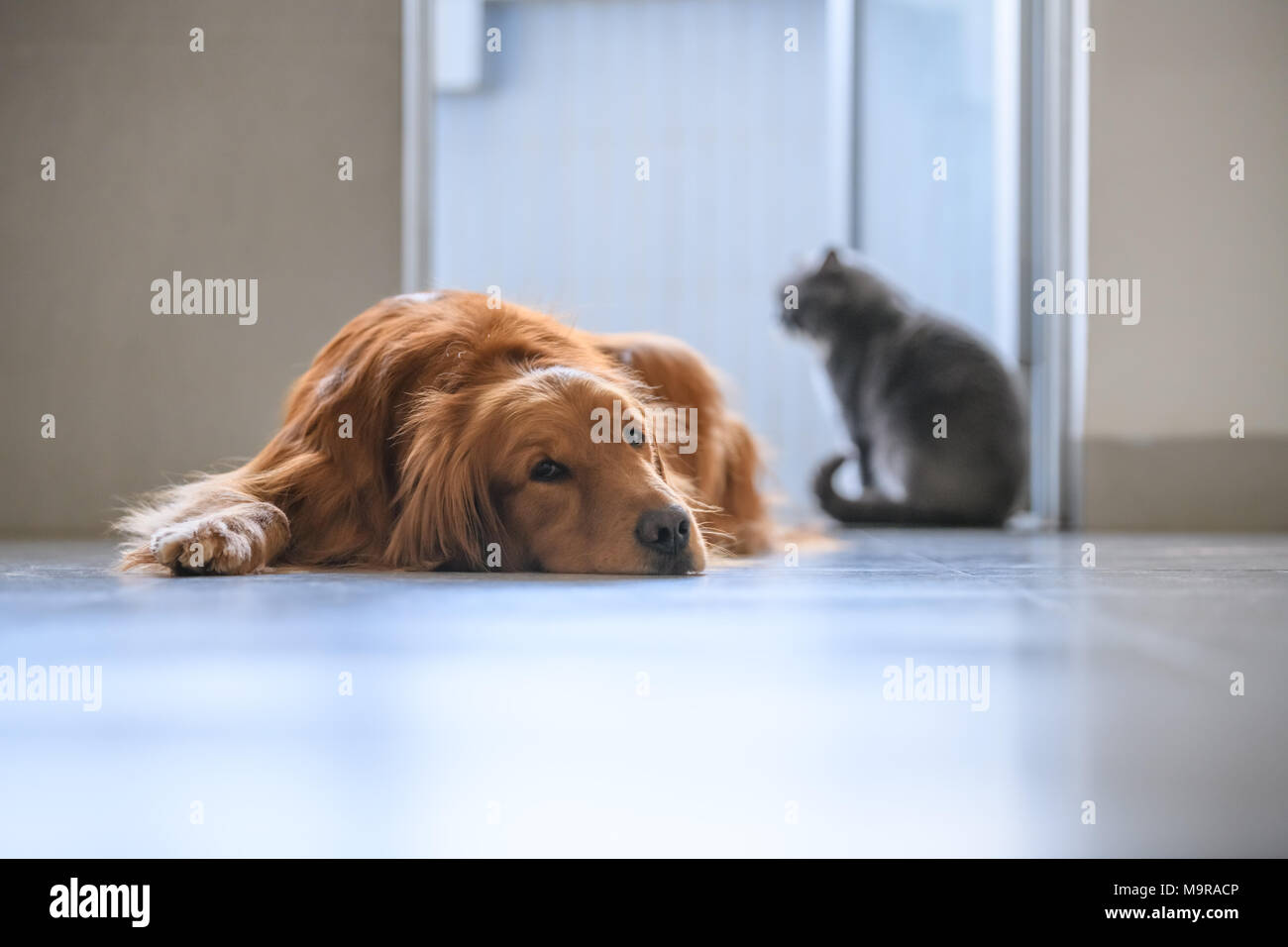 British Short Hair Cat And Golden Retriever Friendly To Get Along