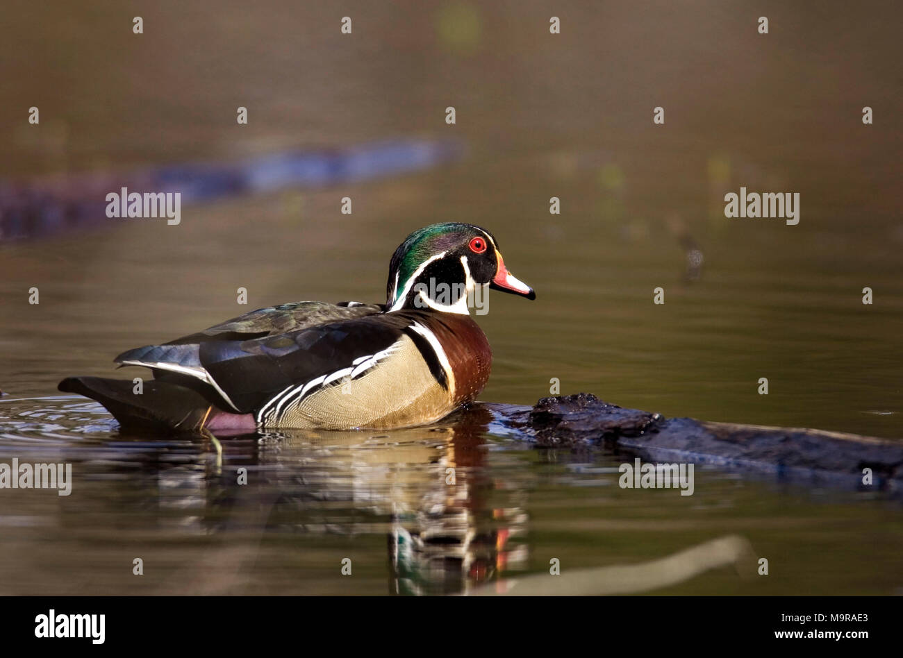 Wood Duck (Carolina duck) in an Alabama River swamp pond, ANATIDAE Aix
