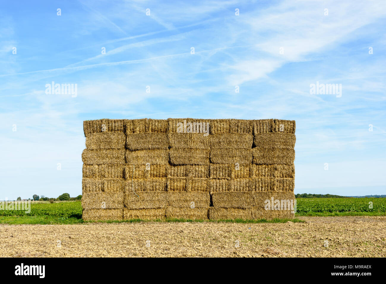 A wall of rectangular bales of straw stacked in a field before being transported to shelter. Stock Photo
