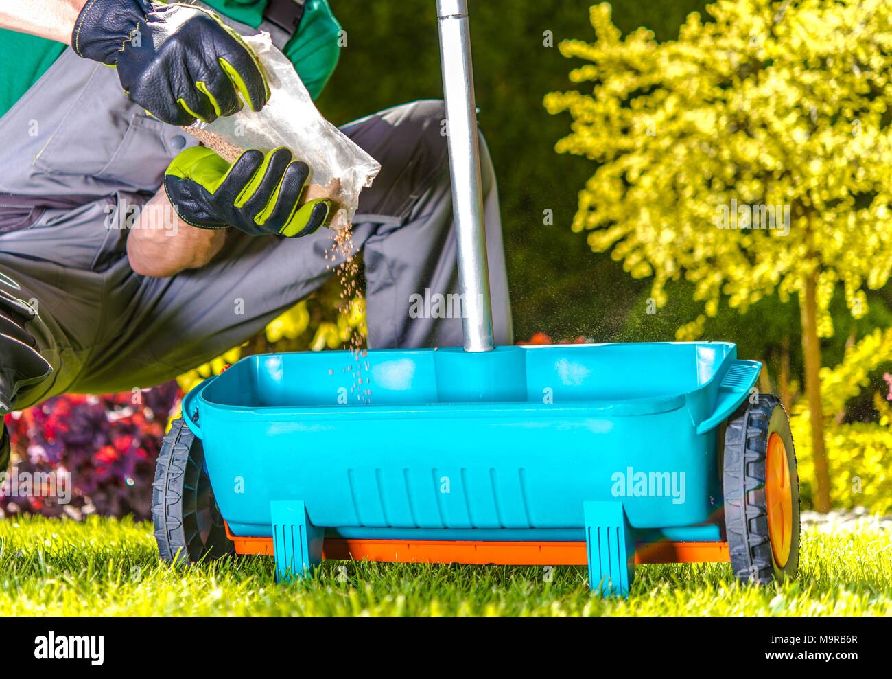 Lawn Spring Fertilization. Caucasian Gardener Resupply His