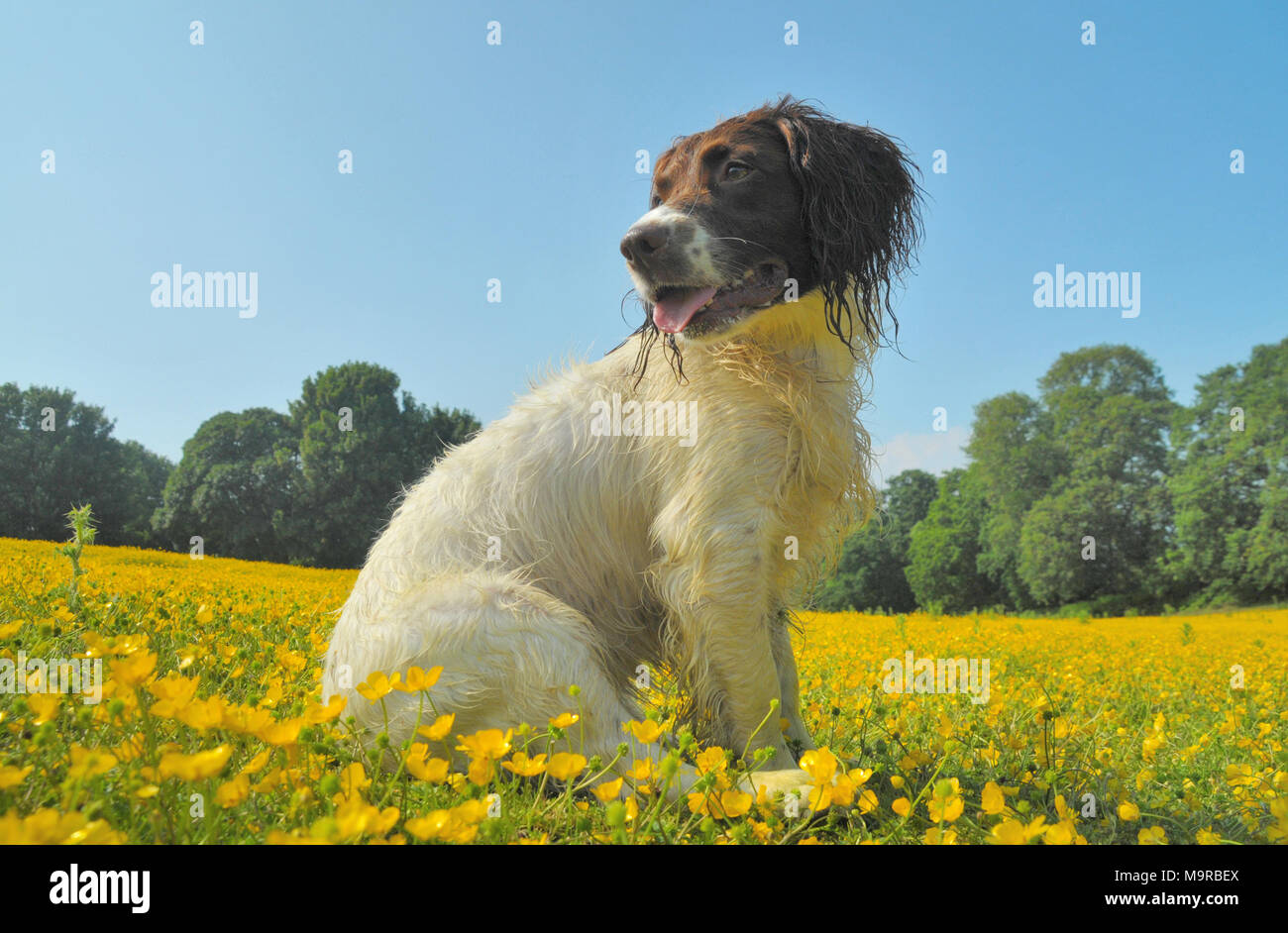 A  springer spaniel dog seated in a field of buttercup flowers Stock Photo