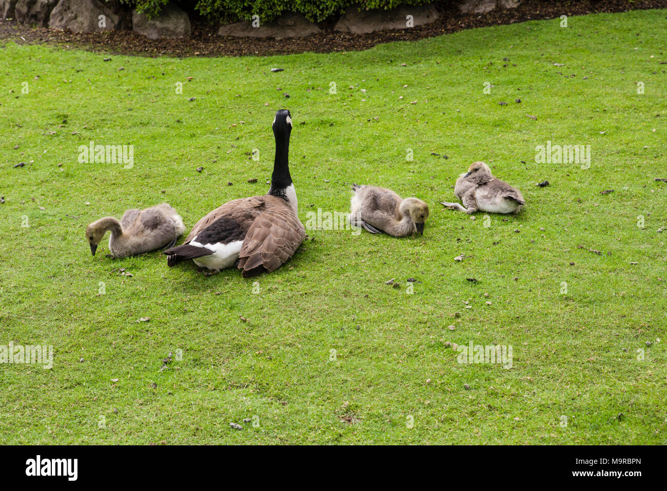 Canada Goose with three goslings resting in a green grassy area. Stock Photo