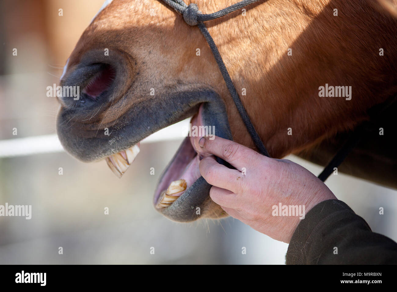 Horse Dentist at work check horse mouth Stock Photo Alamy