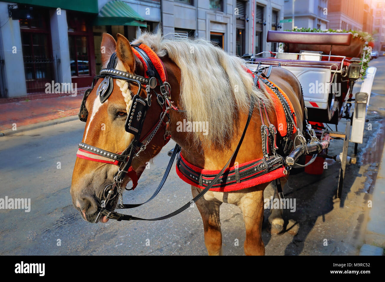 Boston Carriage horse ride in downtown and port areas Stock Photo