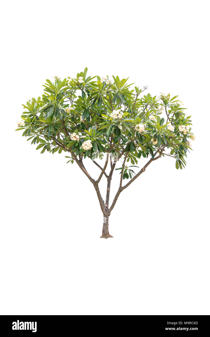 Plumeria tree Cut Out Stock Images & Pictures - Alamy