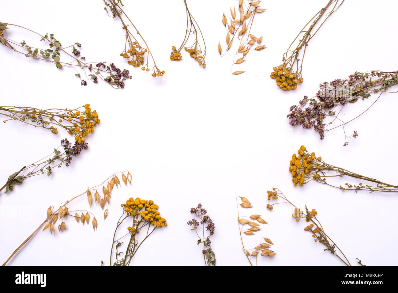 Flat lay frame. Dry branches of tansy and heather on a white background. Calluna vulgaris and Tanacetum view from above. Stock Photo