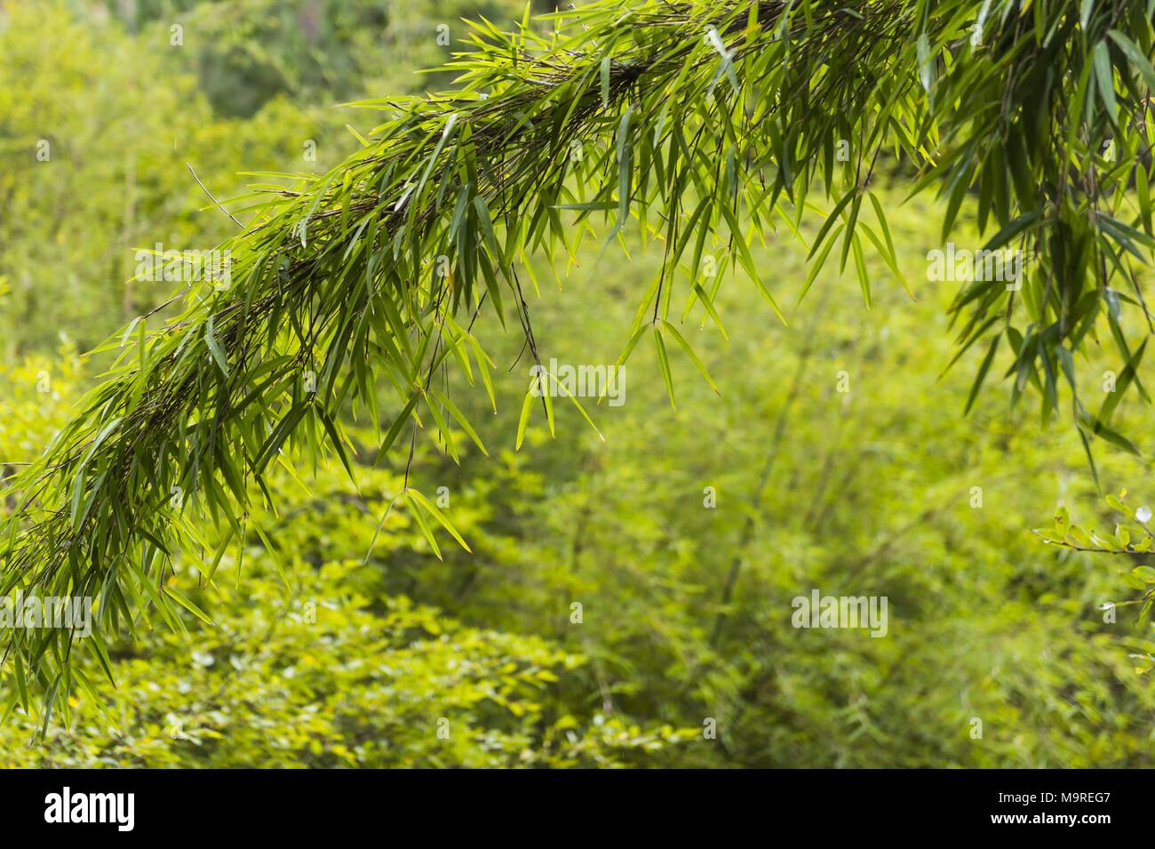 Kading Forest usage worldwide Stock Photo Alamy