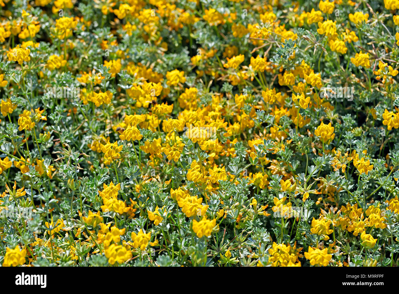 Europe, Spain, Valencia, Alcocéber, Calle del Camino de l'Atall, beach  flowers, blossoms, yellow, detail, plants, flowers Stock Photo - Alamy