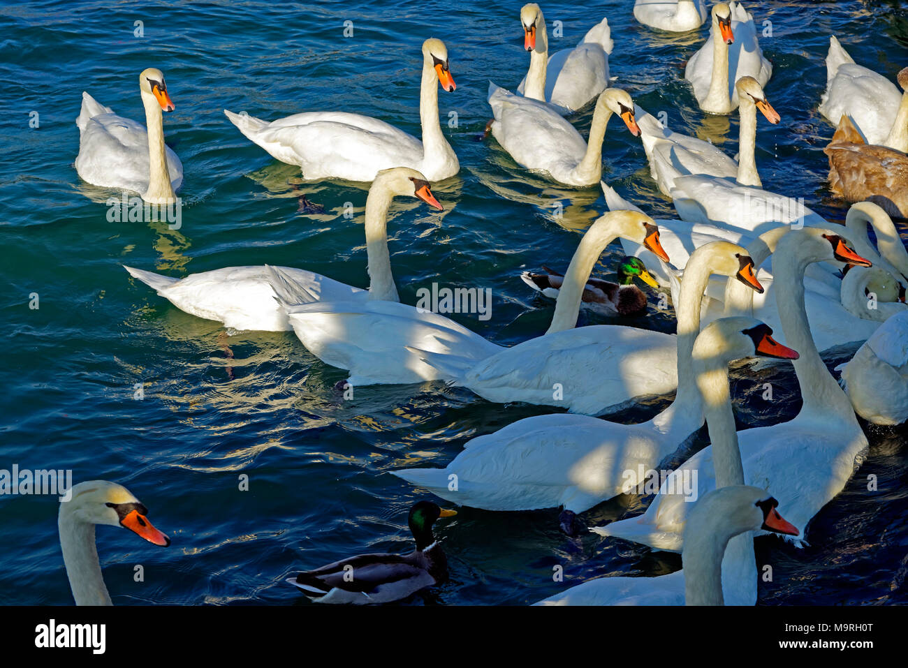 Europe, Switzerland, Genève, Geneva, Geneva, promenade you Lac, Lake Geneva, swans, ducks, gull, lake, water, detail, birds, animals Stock Photo