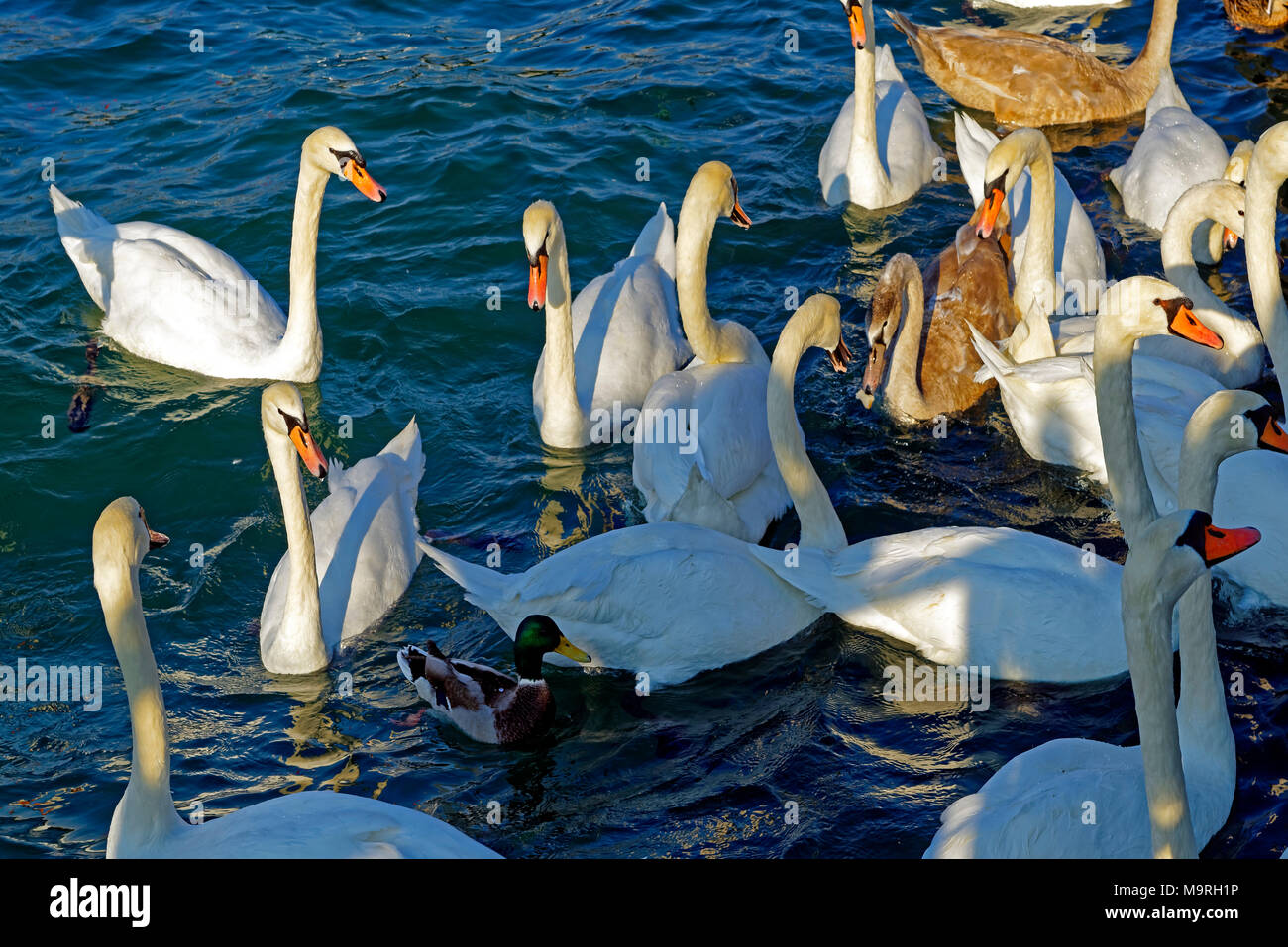 Europe, Switzerland, Genève, Geneva, Geneva, promenade you Lac, Lake Geneva, swans, ducks, gull, lake, water, detail, birds, animals Stock Photo