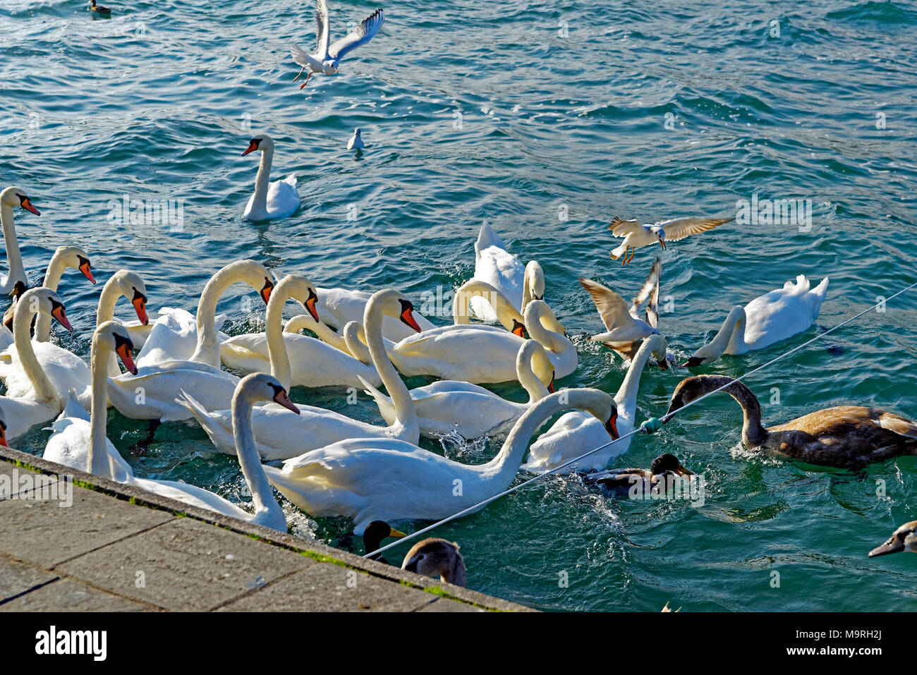 Europe, Switzerland, Genève, Geneva, Geneva, promenade you Lac, Lake Geneva, swans, ducks, Möven, lake, water, detail, birds, animals Stock Photo