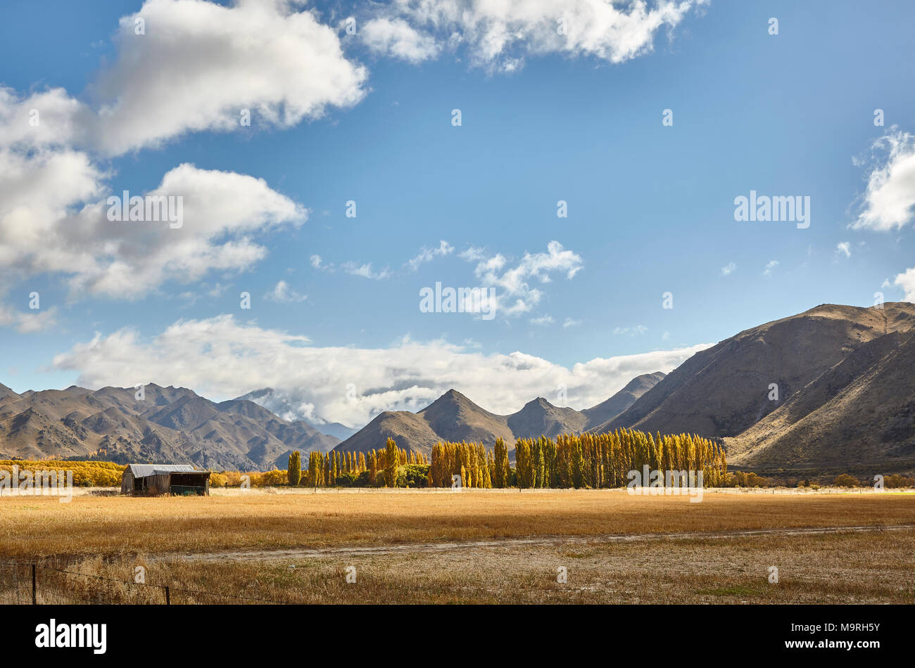 Looking towards Otemata with a line of fern trees, a barn and mountain range in the background. South Island, New Zealand, NZ Stock Photo