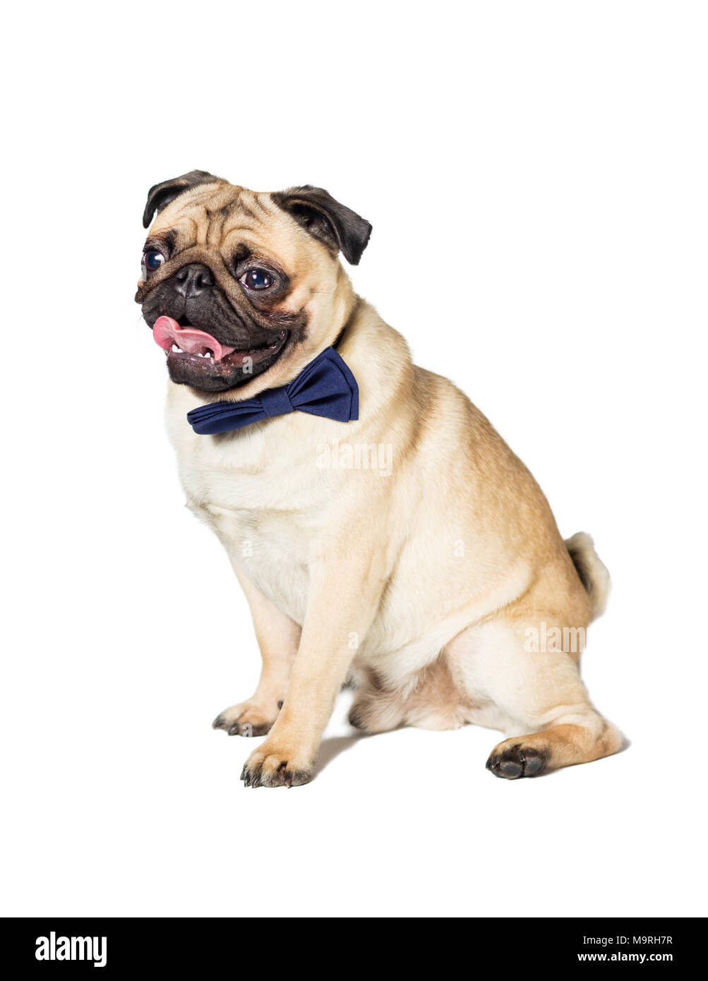 pug dog with blew bow tie Stock Photo Alamy