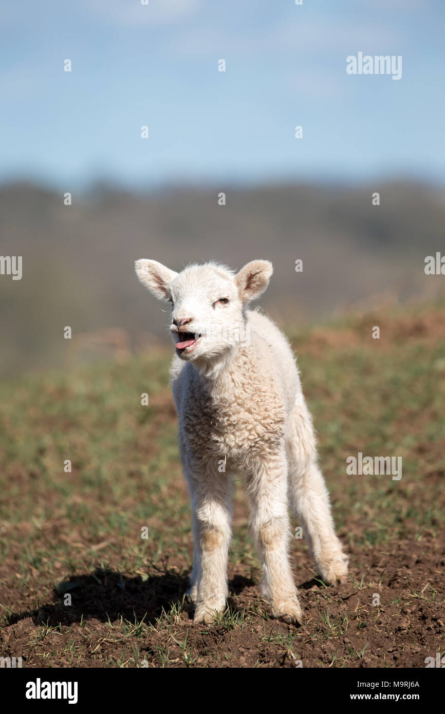 Bleating Lamb High Resolution Stock Photography And Images Alamy